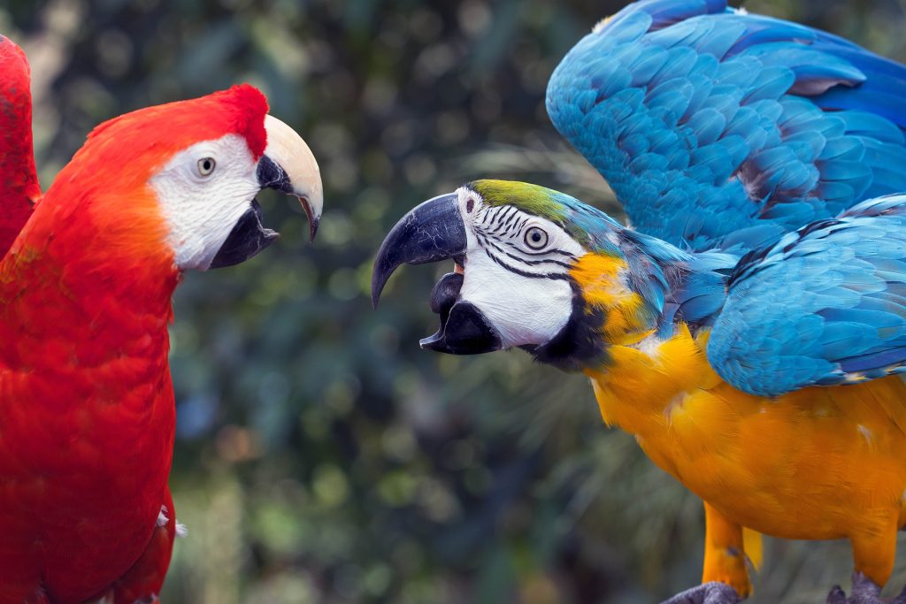 Two colorful macaws facing each other with open beaks, symbolizing conflict and emotional distance in relationships.