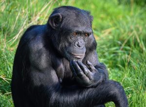 Chimpanzee sitting on grass with a thoughtful expression, resting its hand on its chin.