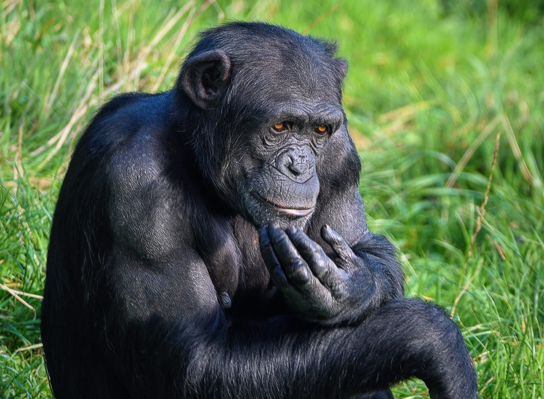 Chimpanzee sitting on grass with a thoughtful expression, resting its hand on its chin.