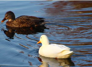 Two ducks swimming together, one white and one brown, symbolizing difference and harmony in how to build healthy relationships