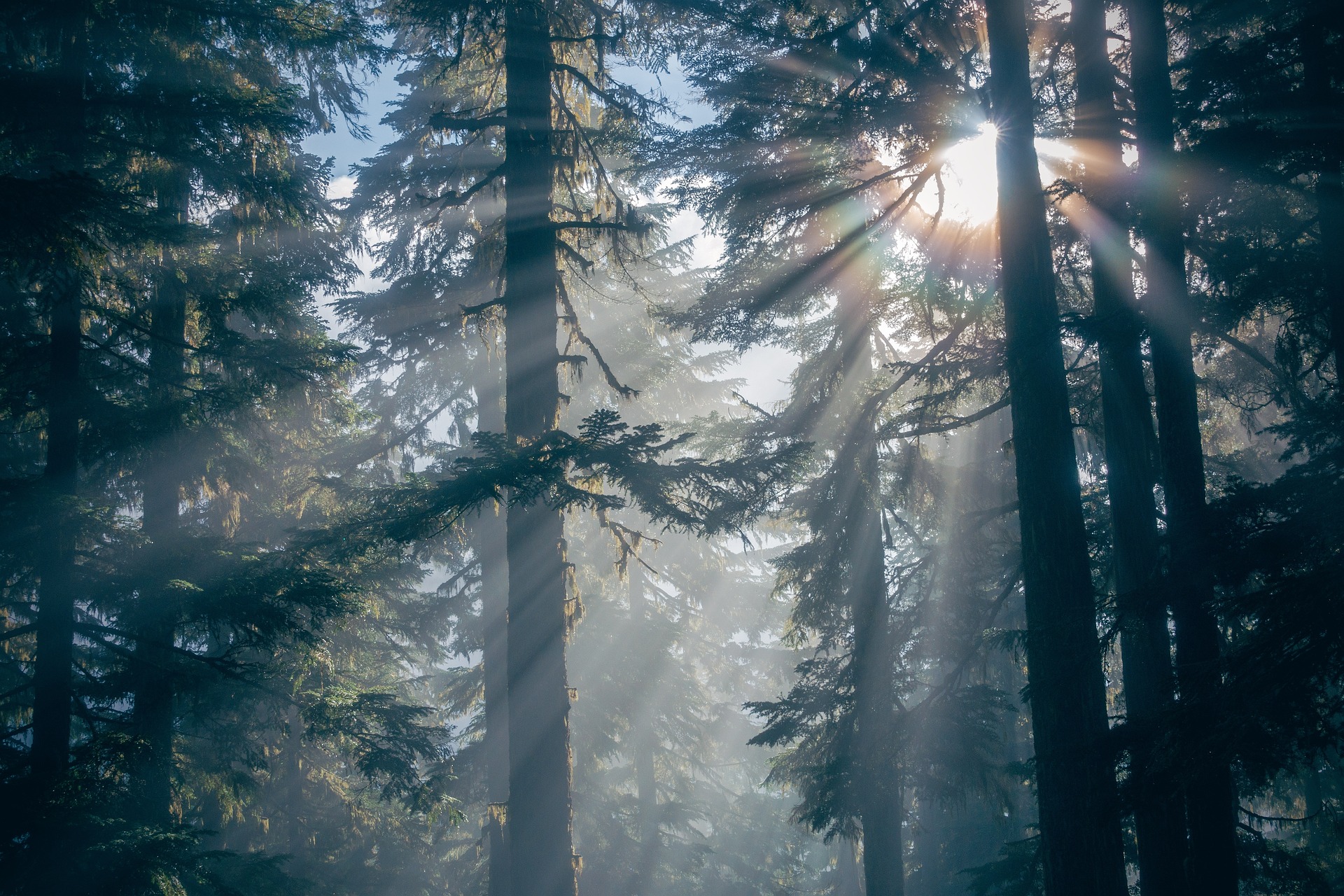 A foggy forest with sunbeams filtering through tall trees, symbolizing the experience of feeling lost in life and gradually finding clarity.