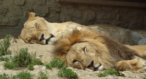 Two lions resting side by side representing vulnerability in relationships.