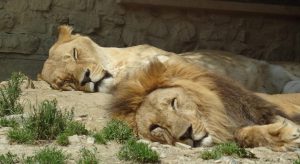 Two lions resting side by side representing vulnerability in relationships.